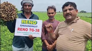 ! RENO TG 38 FIELD PERFORMANCE ! નવી વેરાયટી રેનો ટીજી ૩૮ મગફળી ખેડૂત અભિપ્રાય ! #groundnut