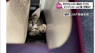 運転中の取材班のエンジンルームに猫！雨が原因？寒い時期だけではない車に猫が入り込むトラブル　対策は「バンバン」より「猫コンコン」