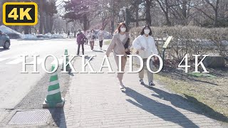 【4K 北海道大学】雪解けの北大を歩きます HOKKAIDO University