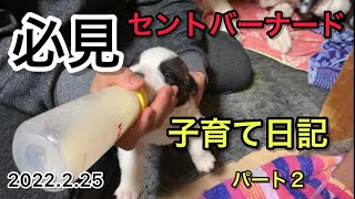 セントバーナード赤ちゃん７匹のお母さん子育て奮闘記パート２