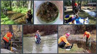 Introduction to CABIN | Community-based Bio-monitoring on Alberta's Eastern Slopes