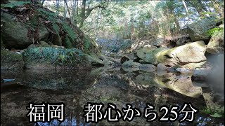 山　朝の山散歩　川と森　春をみつけました。自然の沢、アウトドア　自然