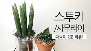 다육이 2분 리뷰.스투키/사무라이 드와프(산세베리아속) succulents/多肉植物/たにくしょくぶつ 281화 #해맑은TV