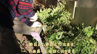 動画の玉手箱 皇帝ダリアの越冬と苗育成