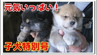 【柴犬子犬】元気いっぱいの子犬君たち！　太郎の犬モノガタリ＃２２０