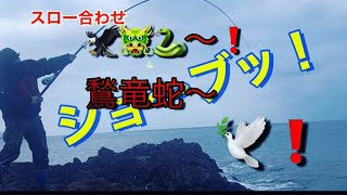 ［石鯛釣り］撒き餌する事６日目！遂に嬉しい１枚が🕊🕊🕊