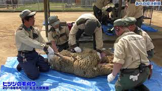 ヒツジの毛刈り　天王寺動物園