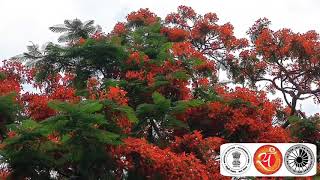 Know about Gulmohar