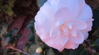 Flor de Camelia Blanca plantada en Maceta - Tips para fomentar la floracion - Camellia Japonica