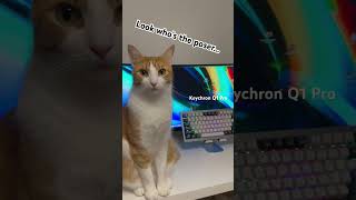 Keychron Q1 Pro - Look who’s the poser… #cats #catsofyoutube #keychron #keyboards