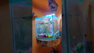 Small aquarium tank cleaning!!🐟