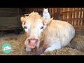 Two Cows Visit Their Cat Friends Every Morning | Cuddle Buddies