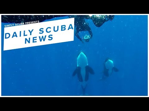 Daily Scuba News - Orcas Interact With Freedivers In Rare Encounter Daily Scuba News - Orcas Interact With Freedivers In Rare Encounter