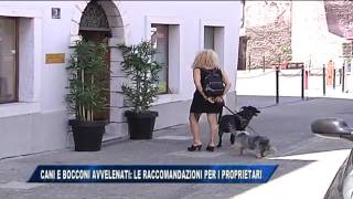 09/08/2016 - CANI E BOCCONI AVVELENATI: LE RACCOMANDAZIONI PER I PROPRIETARI