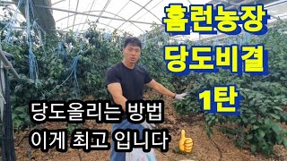 만감류 고당도 생산방법 유박거름 사용후기 당도올리는 방법 레드향 한라봉 황금향 #홈런농장 #유박거름 #퇴비 #유기질퇴비 @homerun_farm