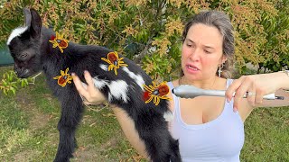 ADOPTING BABY GOAT INFESTED WITH PARASITES!