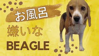 【ビーグル】いつもこんな感じのシェルお風呂です【Beagle】