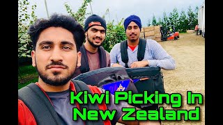 Kiwi picking in New Zealand Vlog