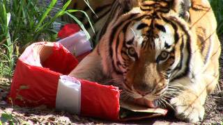 Tigers Sing Jingle Bells! .... and destroy presents!