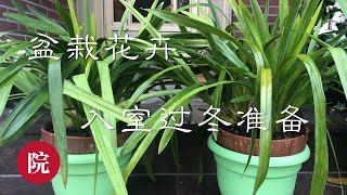 【彬彬有院】花 •331如何防治小黑飞，《盆栽花卉秋季入室的准备工作》，入室前准备些什么呢？介绍两款安全室内使用的杀虫剂，看看我是怎么做的