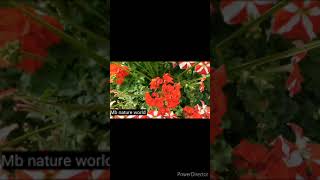 Grafting techniques to get 5 type colours flower 🌺  in one plant #shorts