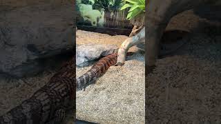 Northern blue-tongued skink | 北部藍舌石龍子 | 趕時間等唔到佢伸條藍舌出嚟😂