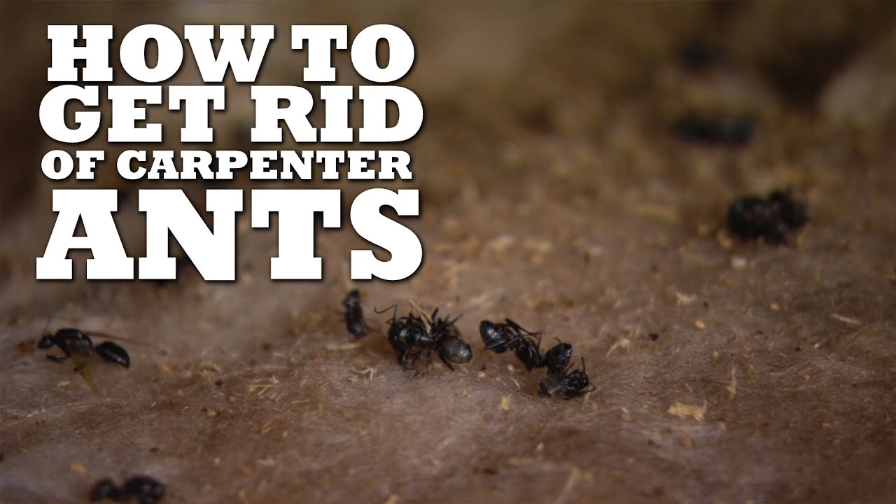 How To Get Rid Of Carpenter Ants - YouTube