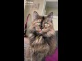 chattering and chirping cat funny thrilled cat meowing kekekeke tiktok compilation l oh hooman