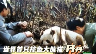 潘教授和学生们在三十多年前发现了世界首只棕色大熊猫丹丹，当时丹丹的后背已经严重发炎，每行动一步都很艰难；好在潘教授们及时发现，救下了它