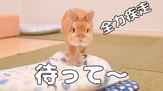 大好きな飼い主に全力で近づいてくるウサギ【No.280】