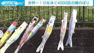 世界一！　川を泳ぐ4000匹の鯉のぼり　群馬・館林市(2024年5月5日)