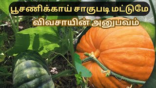 பூசணிக்காய் சாகுபடி மட்டும் | Pumpkin Cultivation #pumpkin