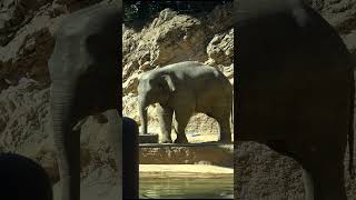 アルンはだんだんひとりの生活に慣れてきたのかな😊  【上野動物園】  アジアゾウ