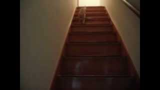 喋りながら階段を降りる猫ミャー　Cat went down the stairs with talking