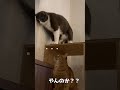 美女猫を争ってバトル勃発！？オス猫同士の戦いの結果は..【猫パンチ】 shorts