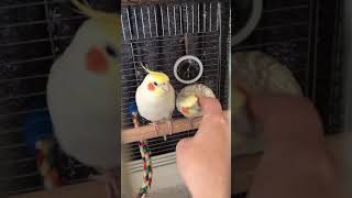 喧嘩ばかりしてたオカメインコが、仲良しになる