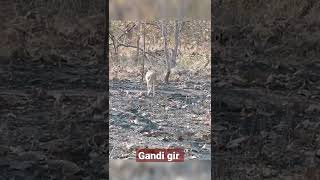 Gir forest animal । ગીર જંગલ