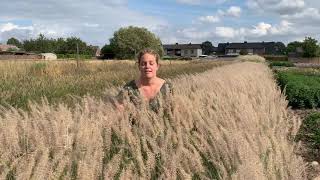 Pennisetum orientale JS Dance with Me