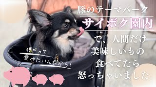 豚のテーマパーク【サイボク園内】で美味しいお肉を食べたよ🐷犬とお出かけスポット