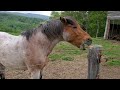 【お利口さんなお馬さん】優しいお馬さんの神対応💖赤井川村ホピの丘