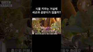 식물 키우는 거실 세균과 곰팡이? #shorts #곰팡이 #플랜테리어