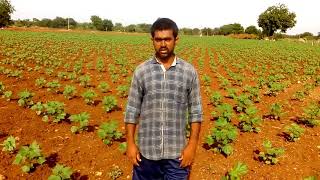 Precautions to be taken from starting in the cotton crop |పత్తి పంట లో తీసుకోవలసిన జాగ్రత్తలు