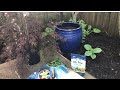 Planting a Japanese Maple tree in a pot!