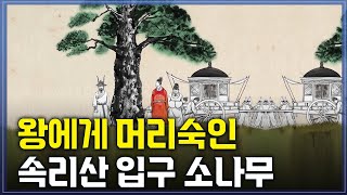 왕에게 머리숙인 속리산 입구 소나무   @방송대정보  충북| 소나무 | 보은 | 방송통신대 | 방송대 | 유노캠퍼스