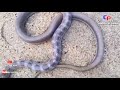 කටකළුවා හබරලා නමින් ද හැඳින්වේ trinket snake coelognathus helena chinthi production