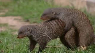 सांप और नेवले की दुश्मनी क्यों होती है | what happens if a mongoose bites