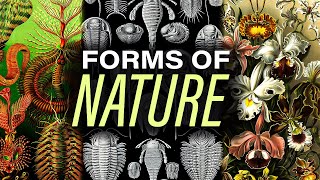 Order & Chaos | Ernst Haeckel's Kunstformen der Natur