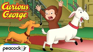 Catch That Goat! | CURIOUS GEORGE
