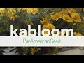 Calibrachoa Kabloom