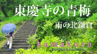 Summer in Japan ・Summer in Kamakura　